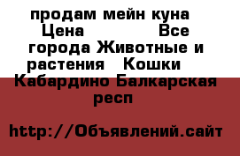 продам мейн куна › Цена ­ 15 000 - Все города Животные и растения » Кошки   . Кабардино-Балкарская респ.